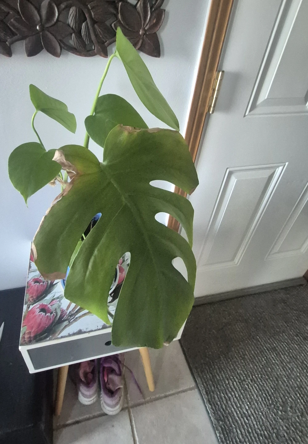 Monstera Deliciosa / Swiss Cheese Monstera Plants – $12 Each - photo 3