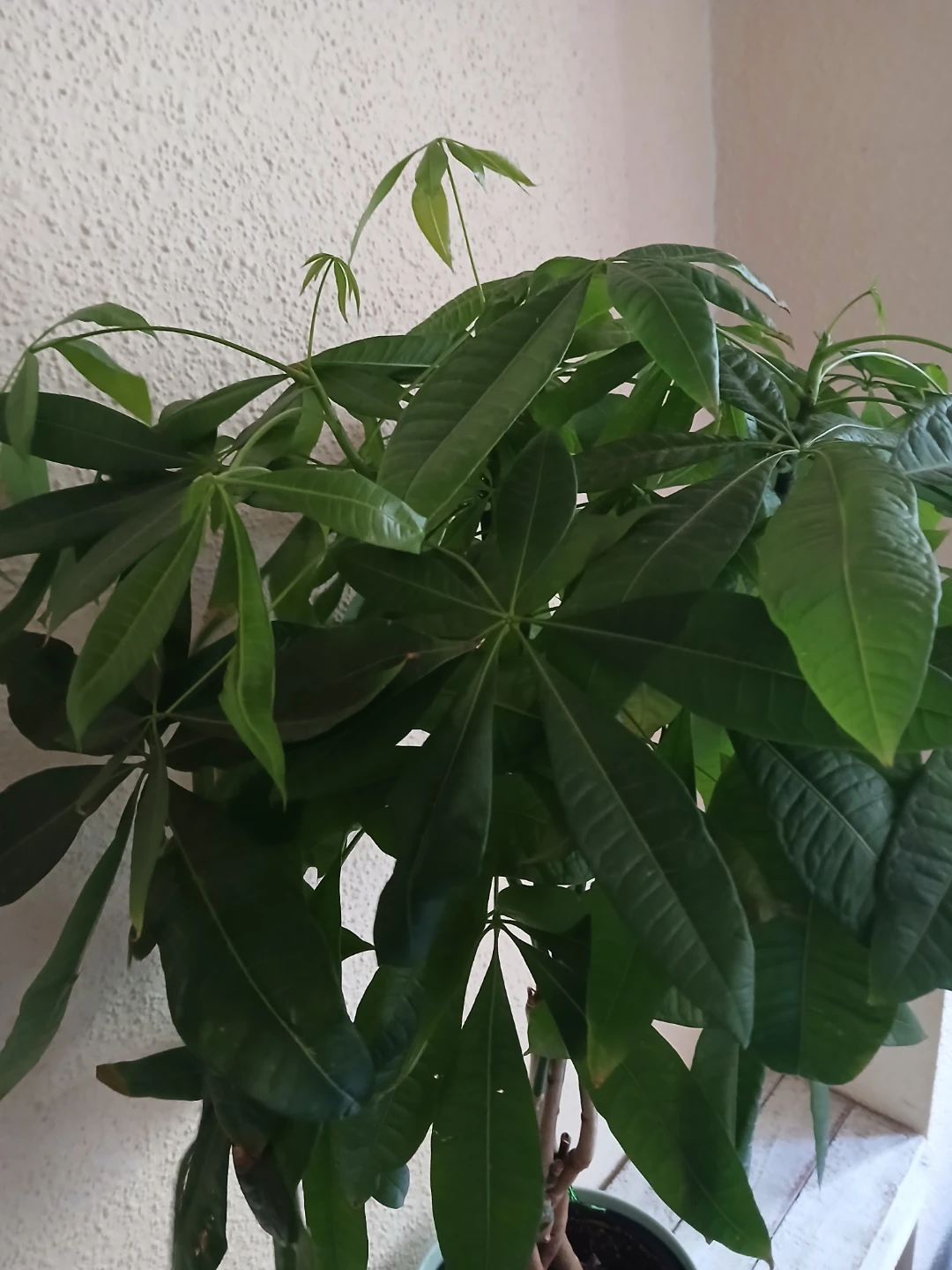 Braided Money Tree Plant - photo 3