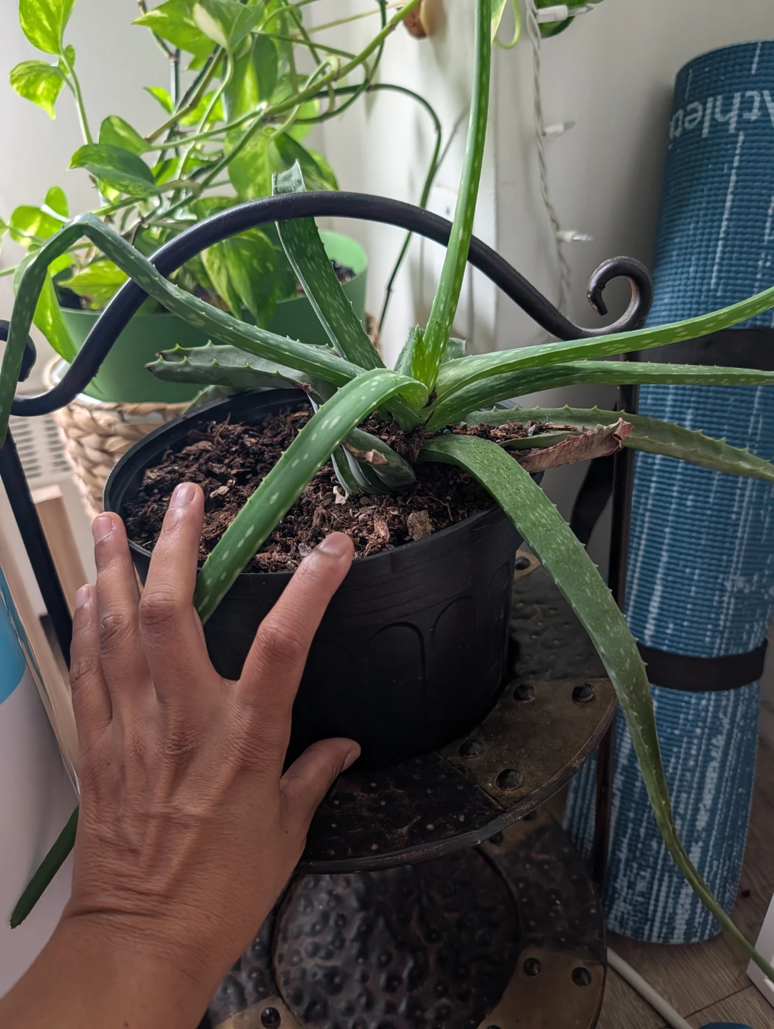 Aloe Vera Plant in Pot