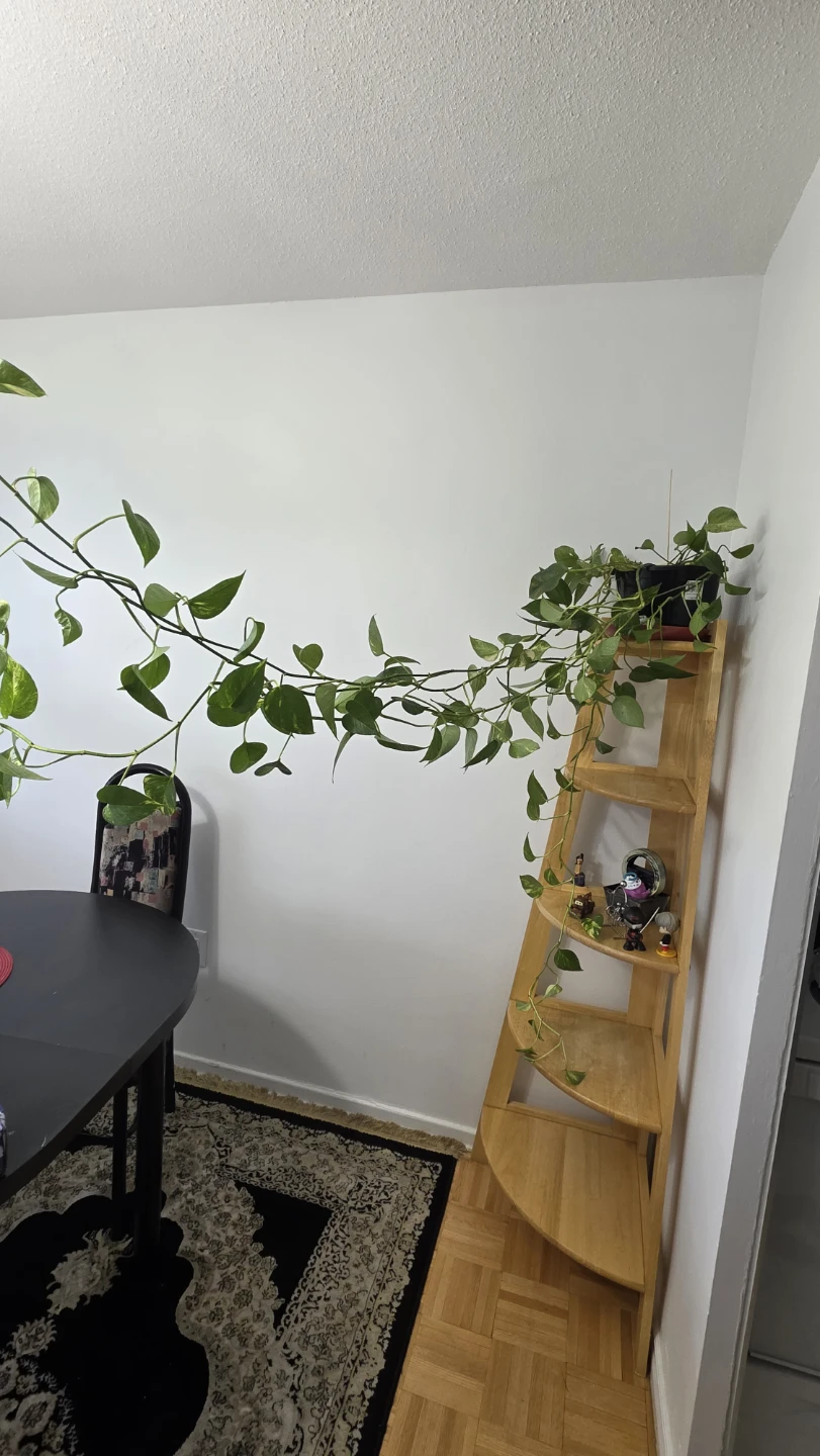 Pothos Plant - photo 4