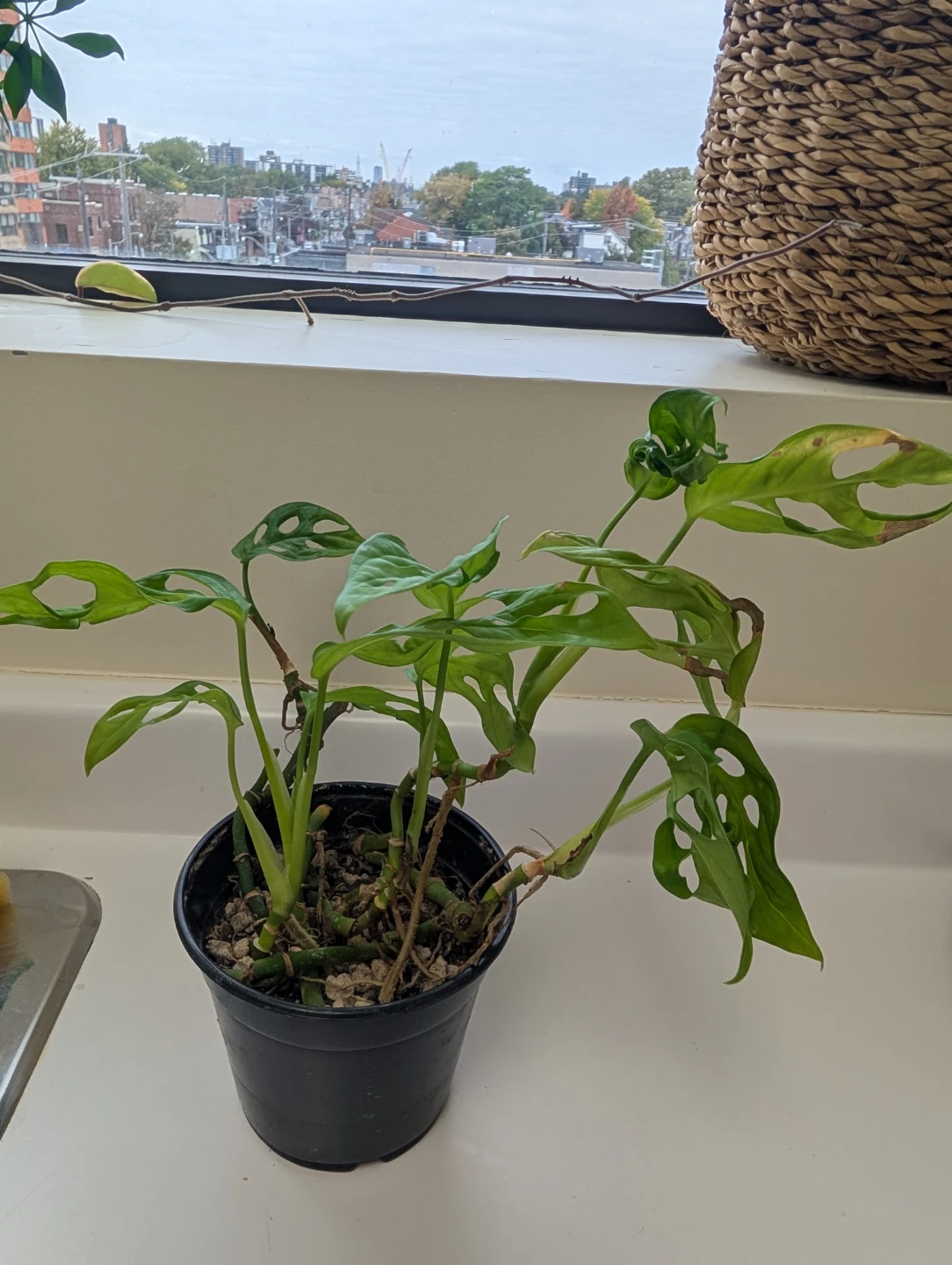 Monstera Adansonii plant (5 growing points)