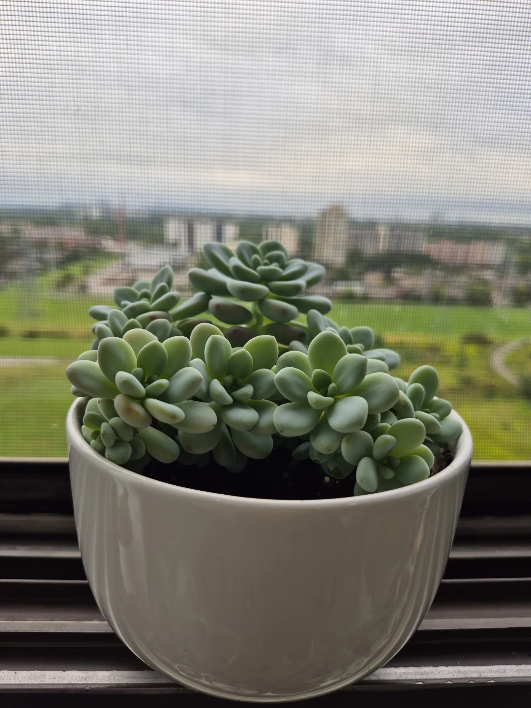 Sedum morganianum Burro's Tail Succulent Plant - photo 4