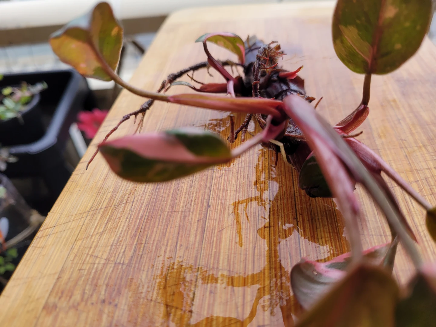 Philodendron Pink Princess Cutting