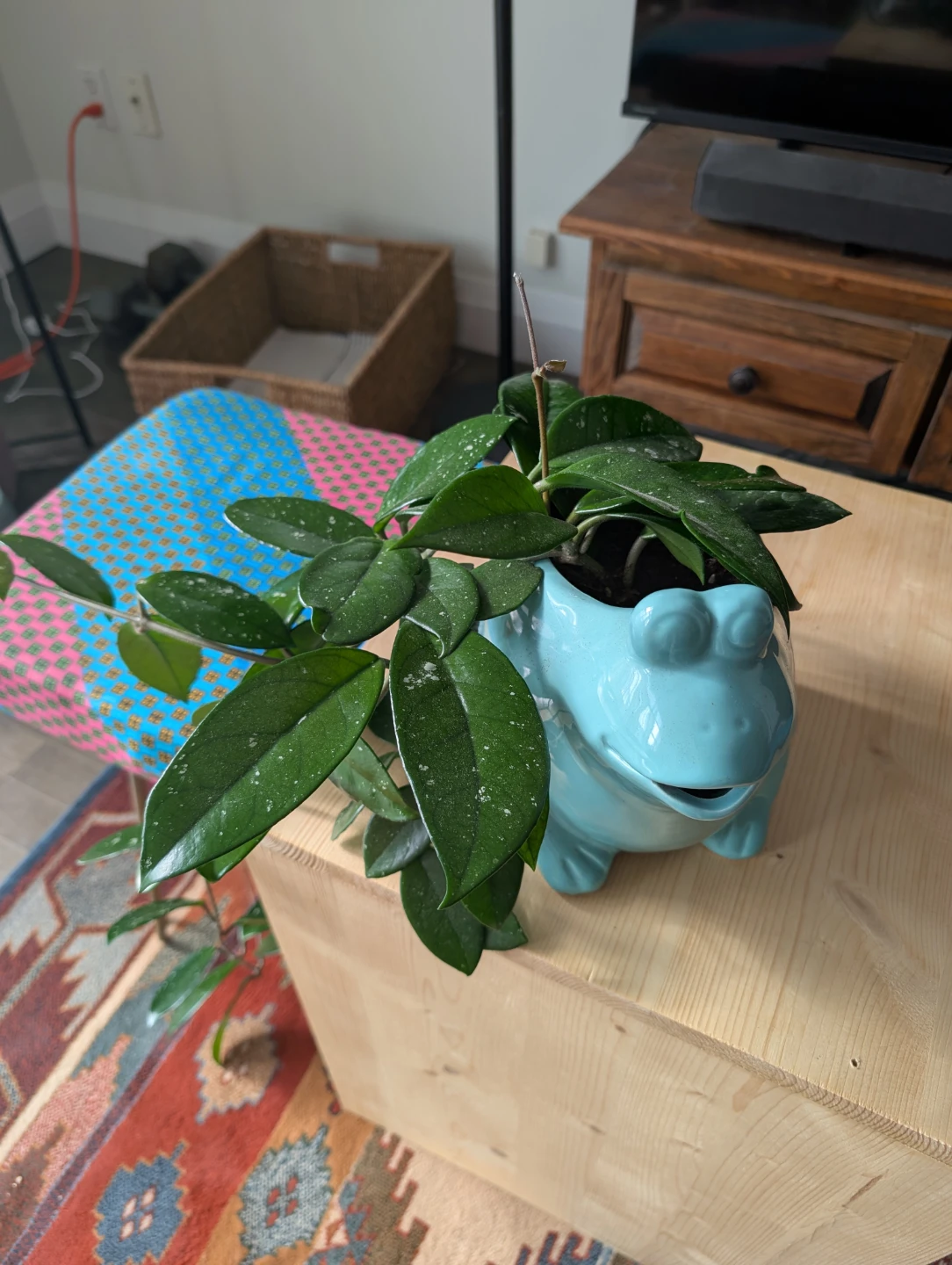 Hoya Houseplant - Kitchener