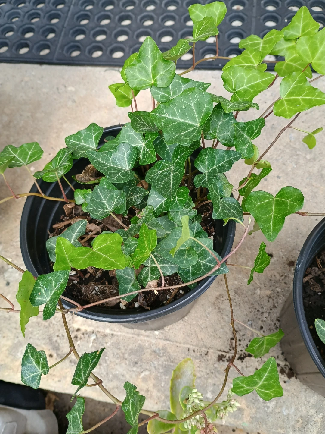 Potted English Ivy Plants - photo 3