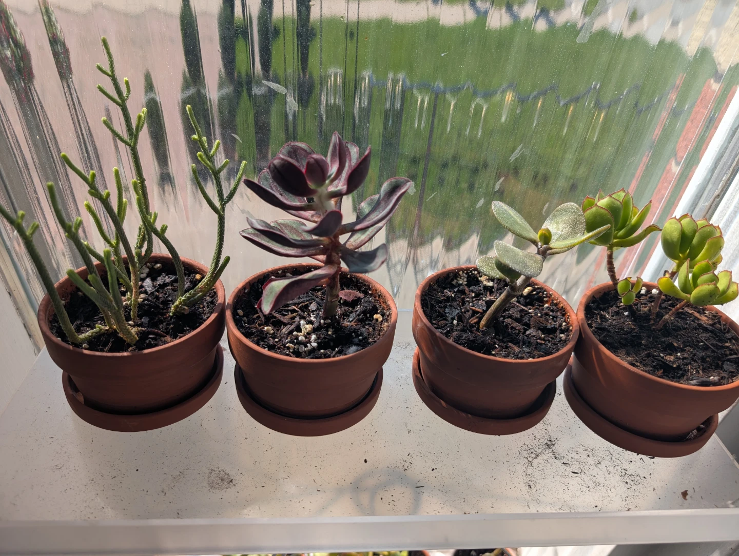 Plants with pots