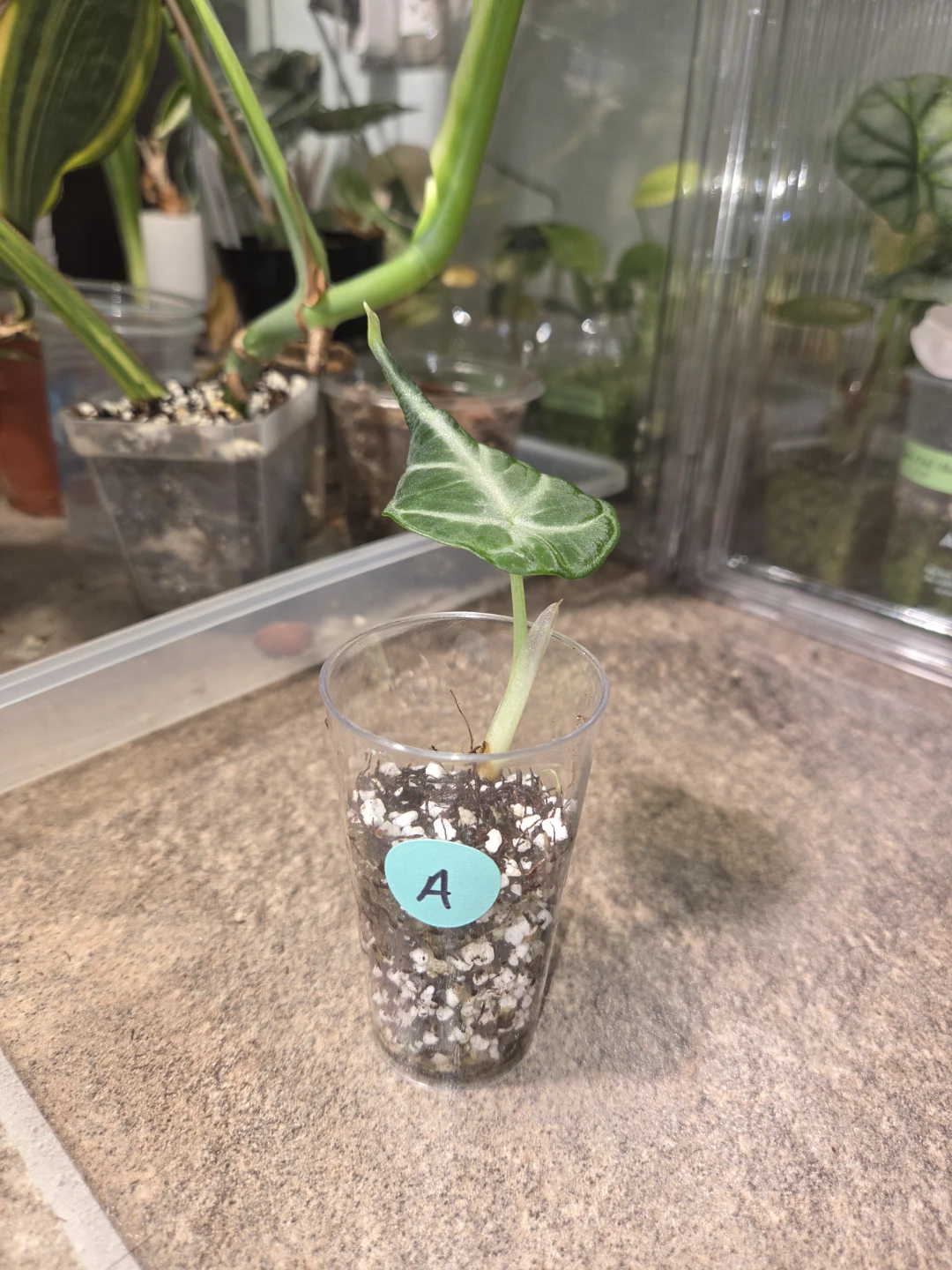 Alocasia Ninja