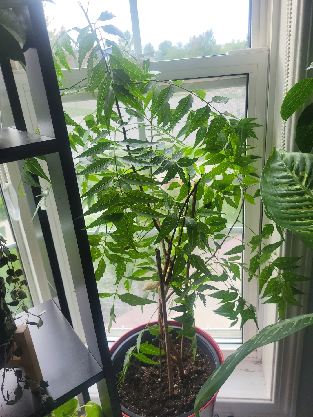 Assorted Indoor Potted Plants - photo 5