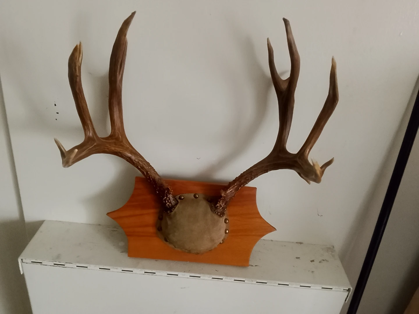 Wall-mounted decorative deer antler plaque