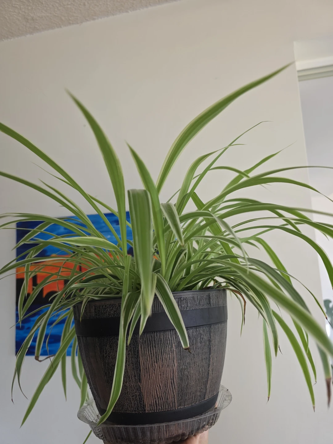 Large Healthy Spider Plant in Pot - photo 3