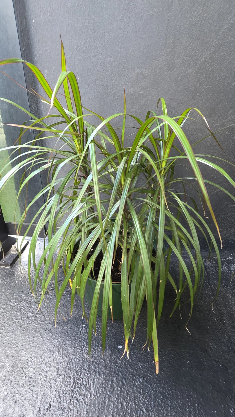 Potted Dracaena Plant - photo 4