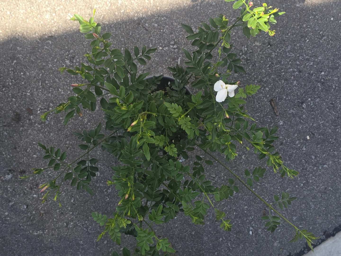 Potted Jasmine Plant with White Flowers - photo 2