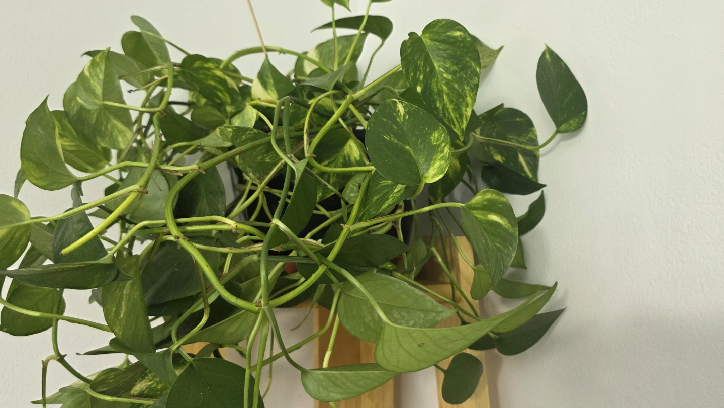 Pothos Plant