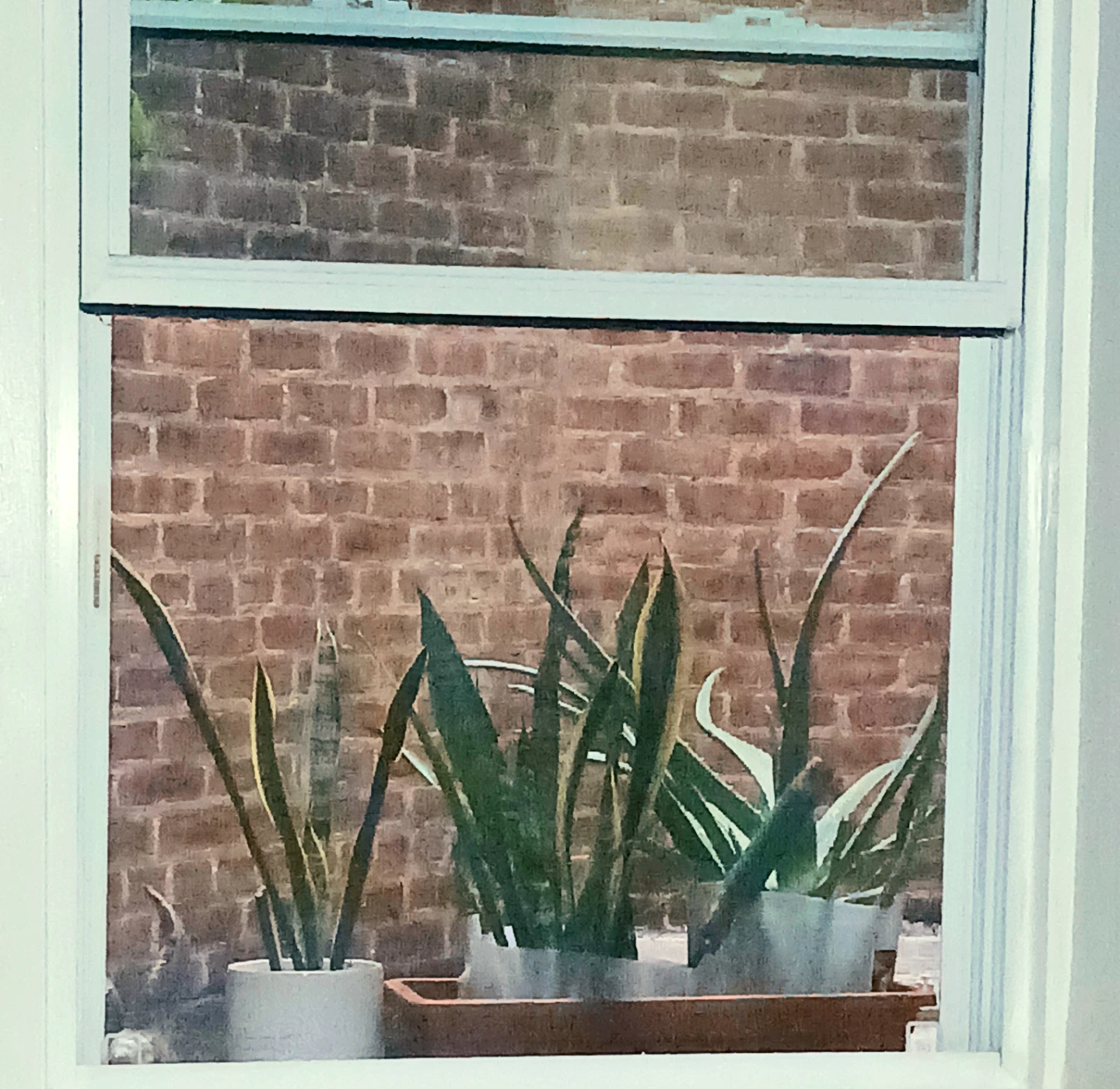 Snake plants or Aloe Vera or Money Tree, different prices 🏈