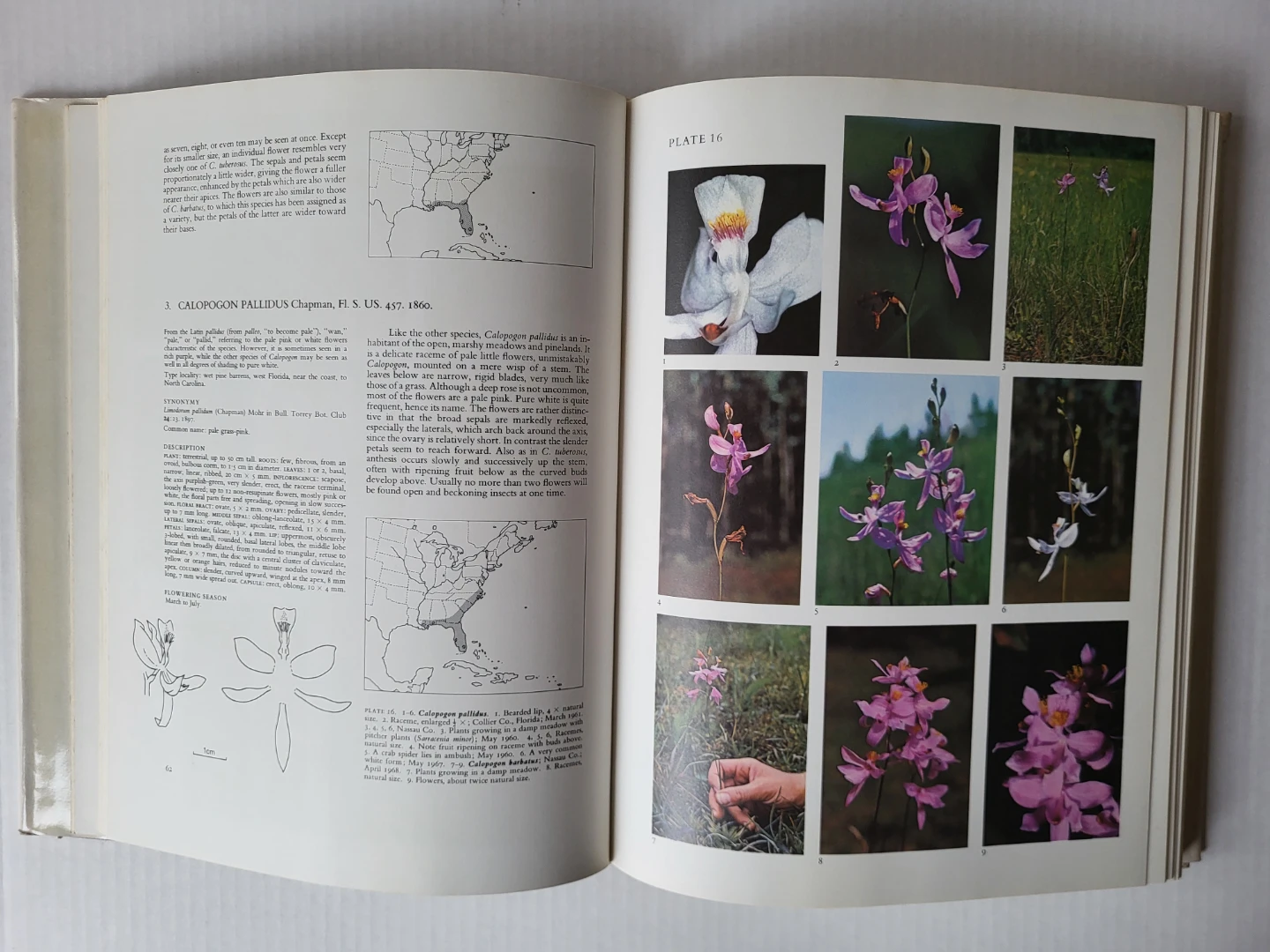 Rare! The Native Orchids of Florida - Carlyle A. Luer - photo 2
