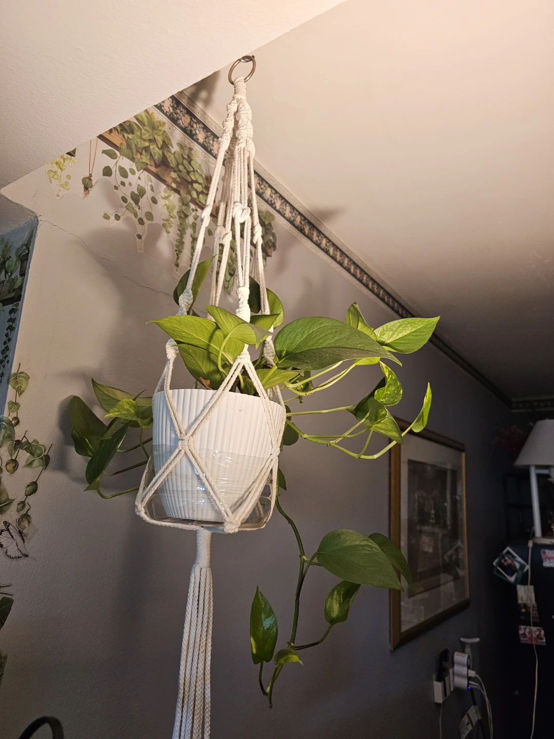 Pothos marble Plant in Macrame Hanger - photo 3