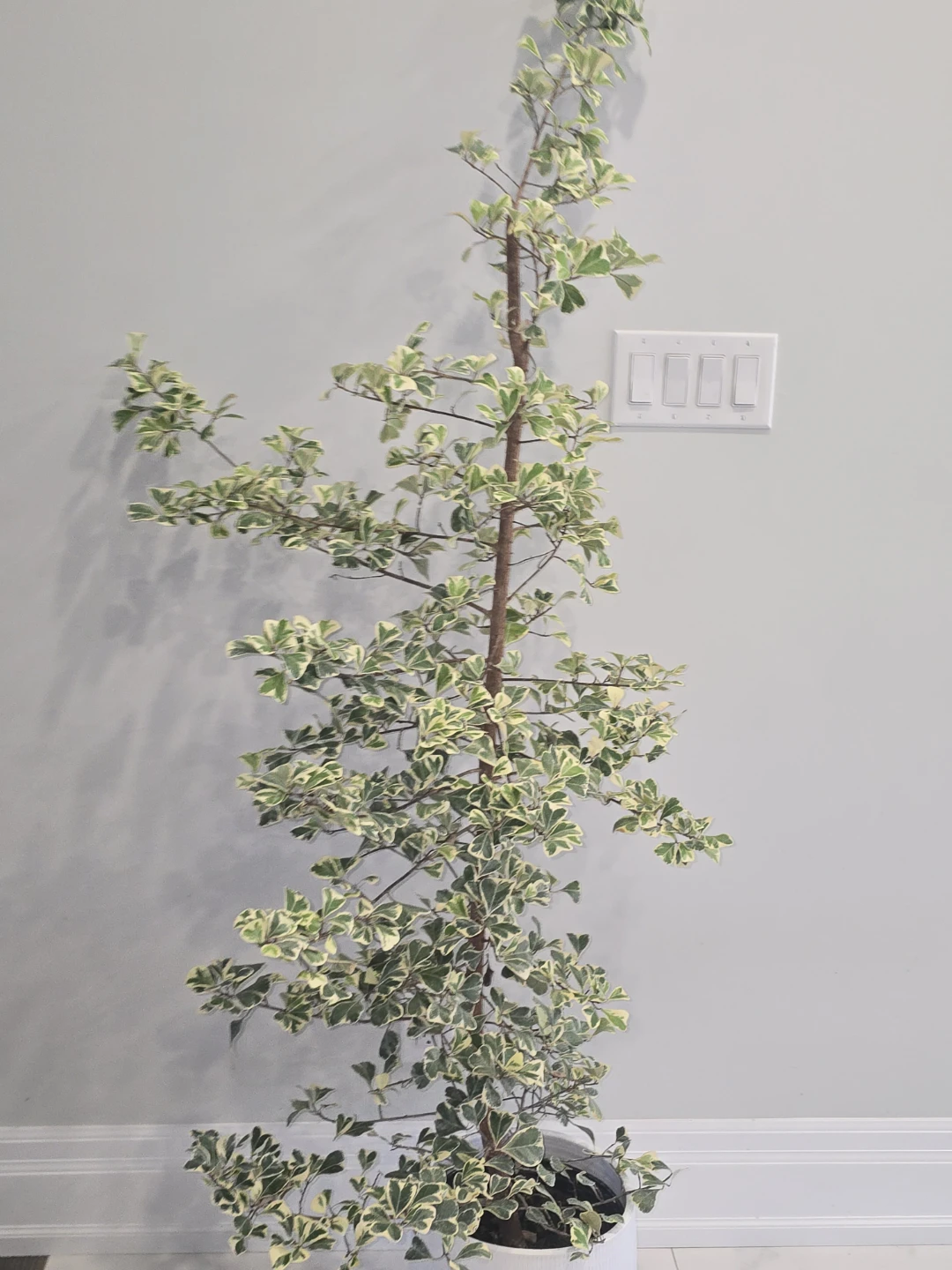 Variegated Ficus  triangularis  standard tree - photo 5