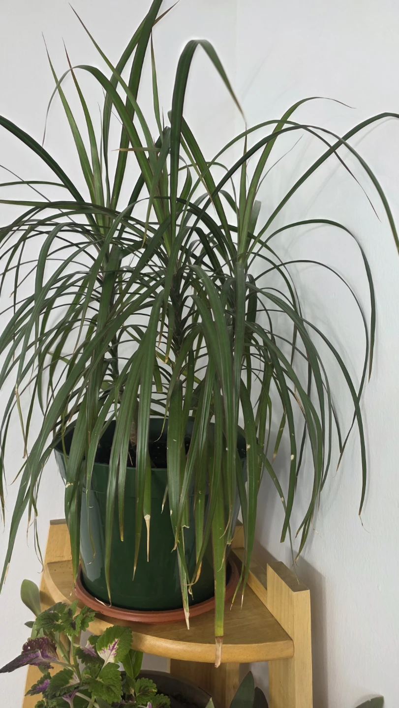 Dracaena Marginata Houseplant