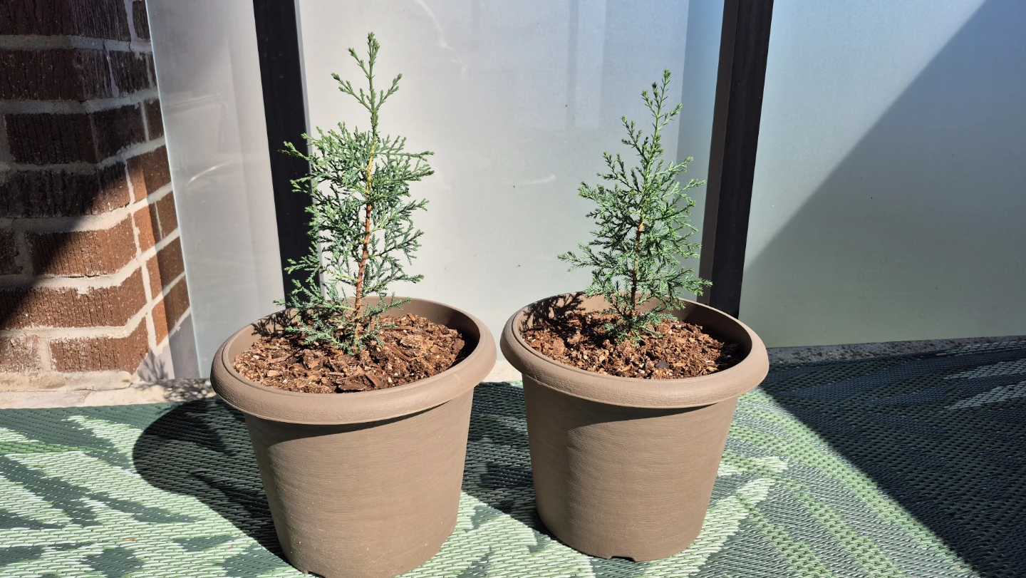 Two Small Cypress Plants
