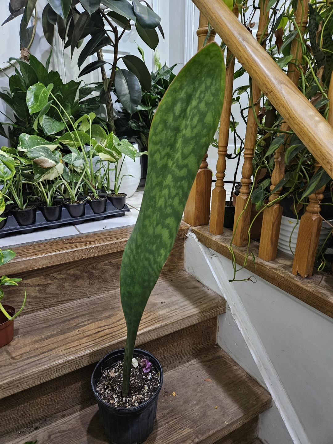 Sansevieria Whale Fin Plant