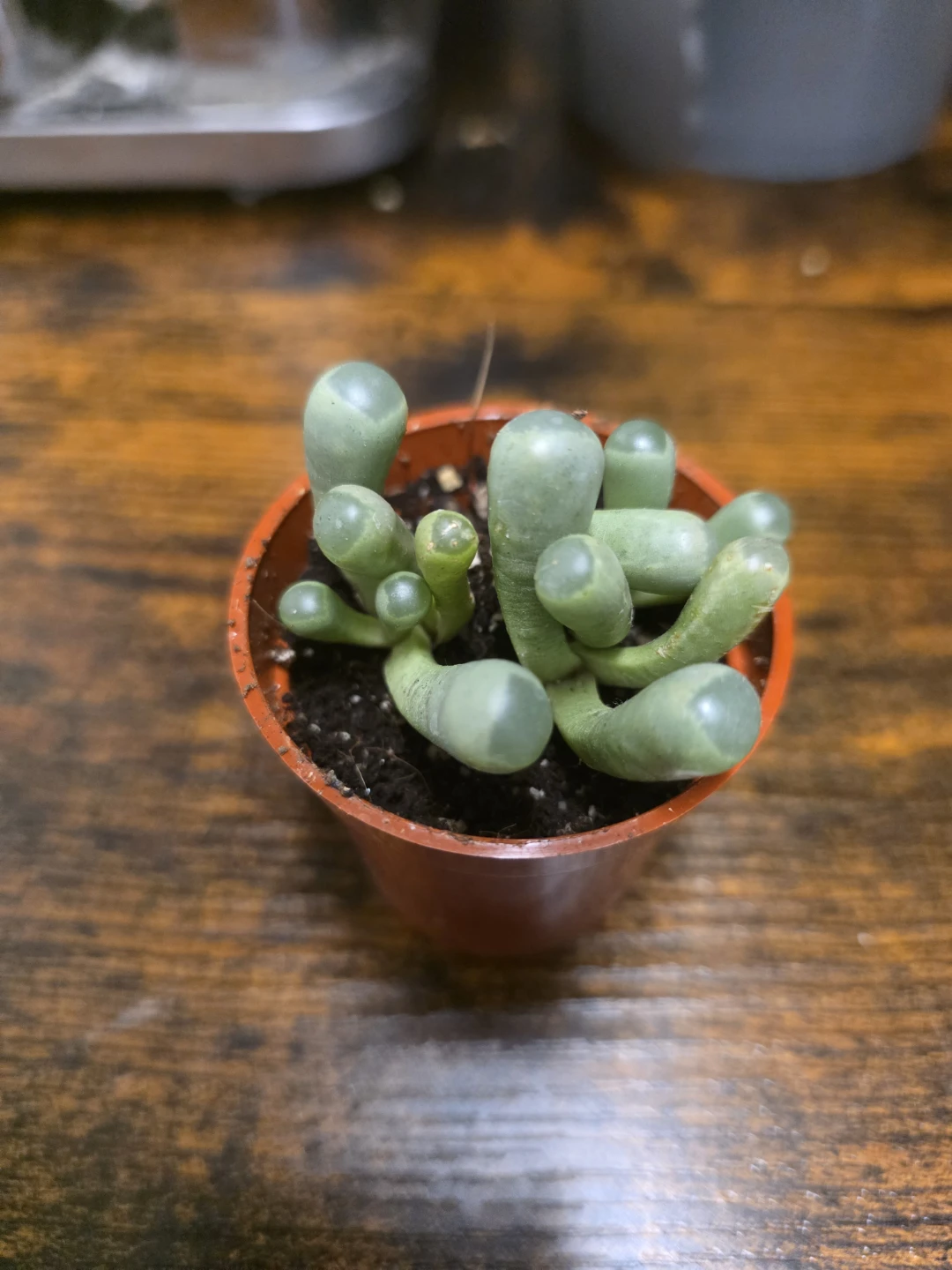 Baby Toes Succulent