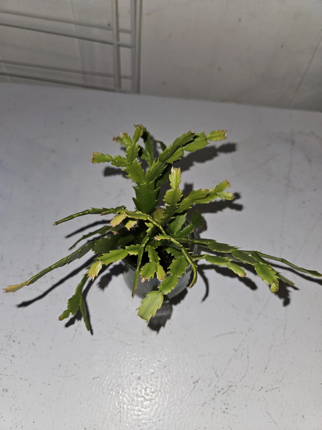 Schlumbergera  Cactus - photo 5