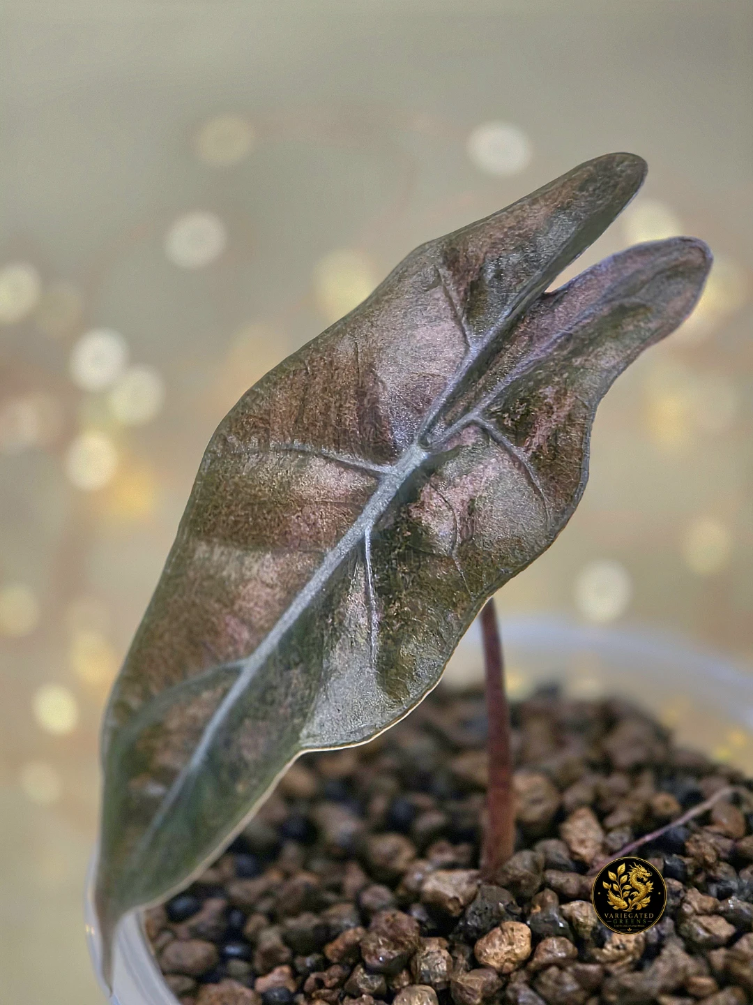 Alocasia pseudosanderiana “Mauve Patina” - photo 4