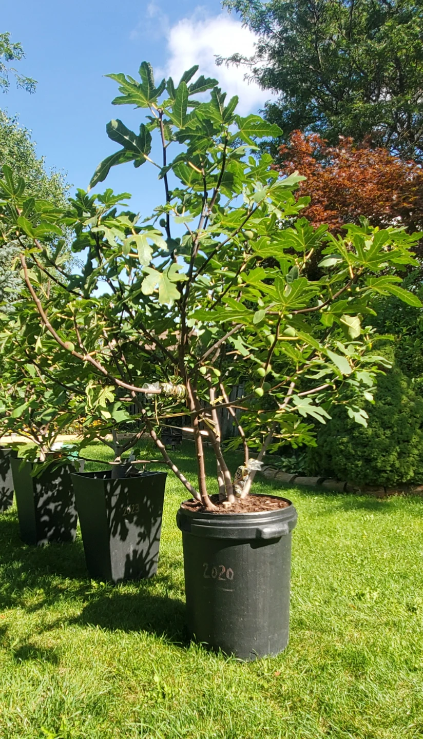 Fig plant🌳