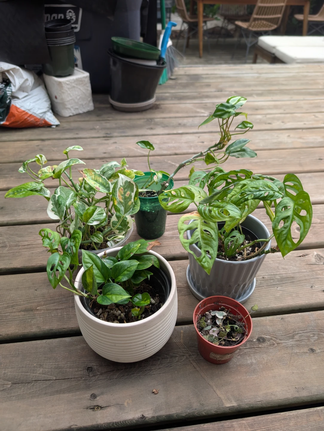 Plant Bundle 5 plants