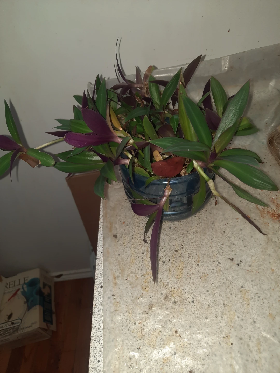 Plant clippings