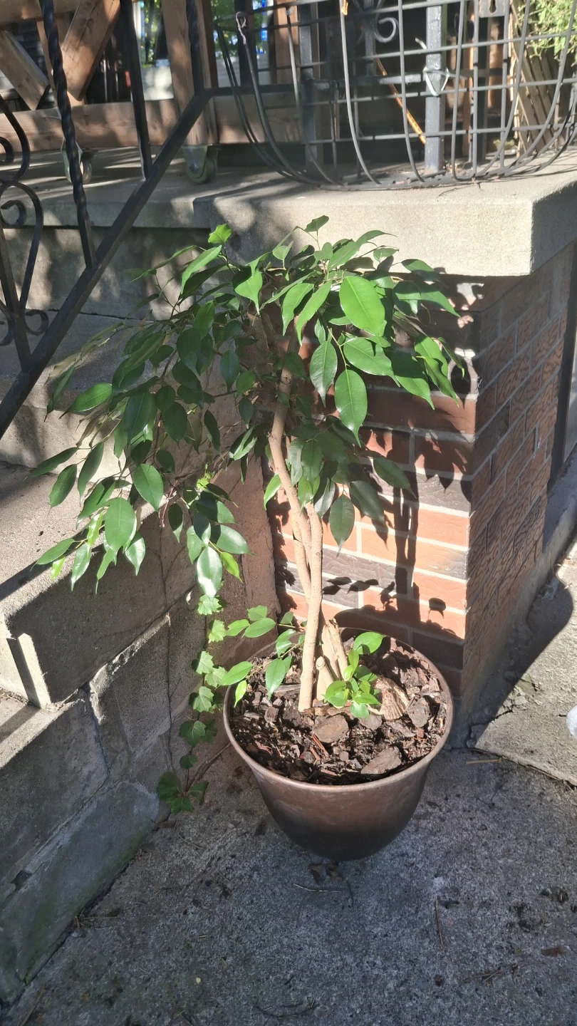 Ficus Benjamina Houseplant in Pot