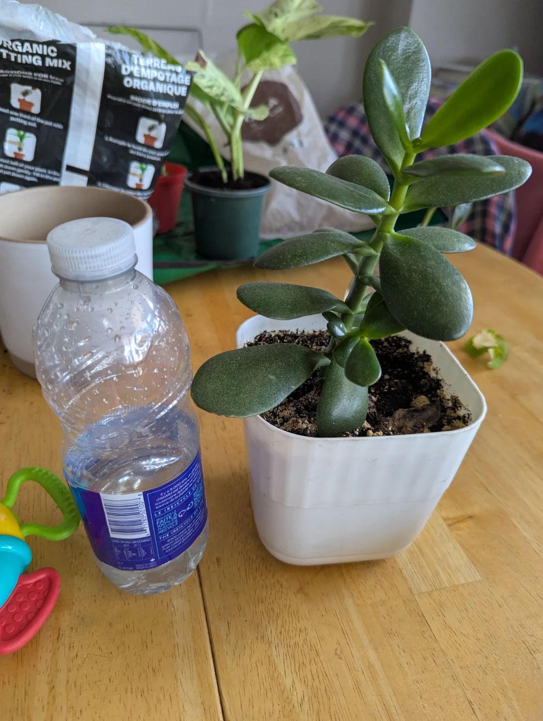 Jade Plant in White Pot