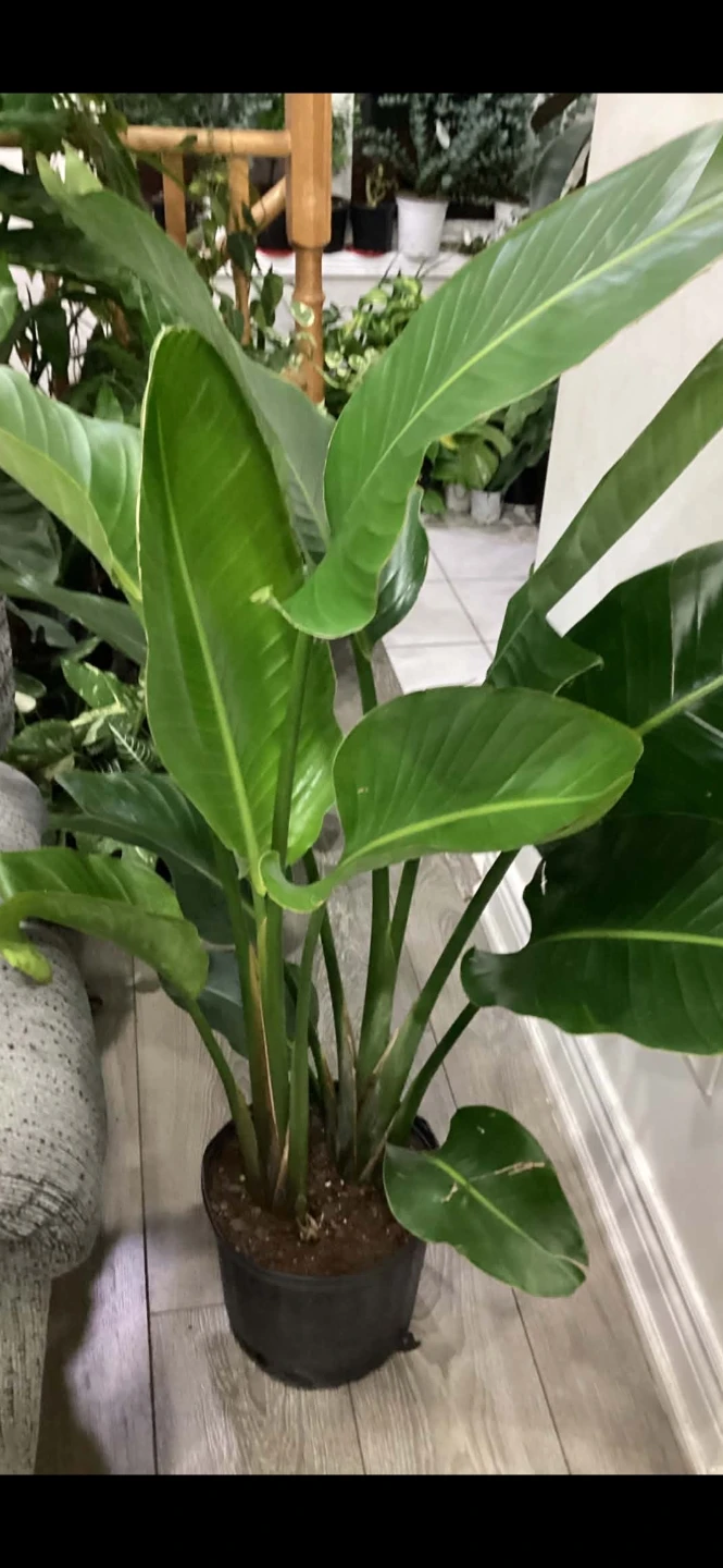 Bird of Paradise Plant🏈