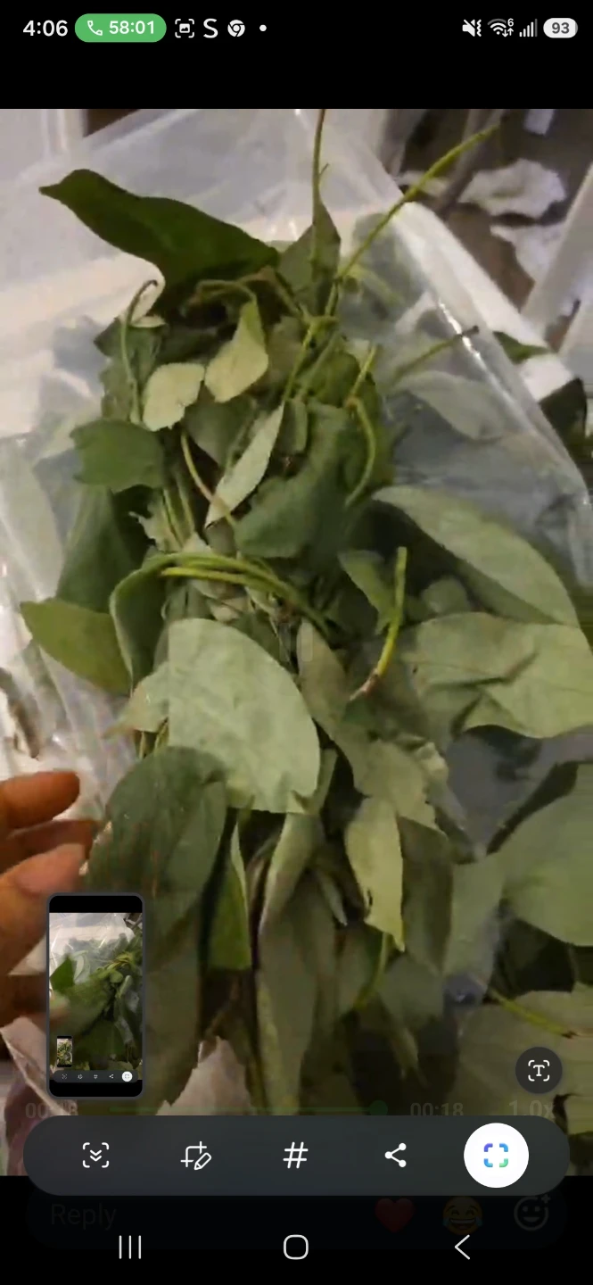Fresh uziza Leaves
