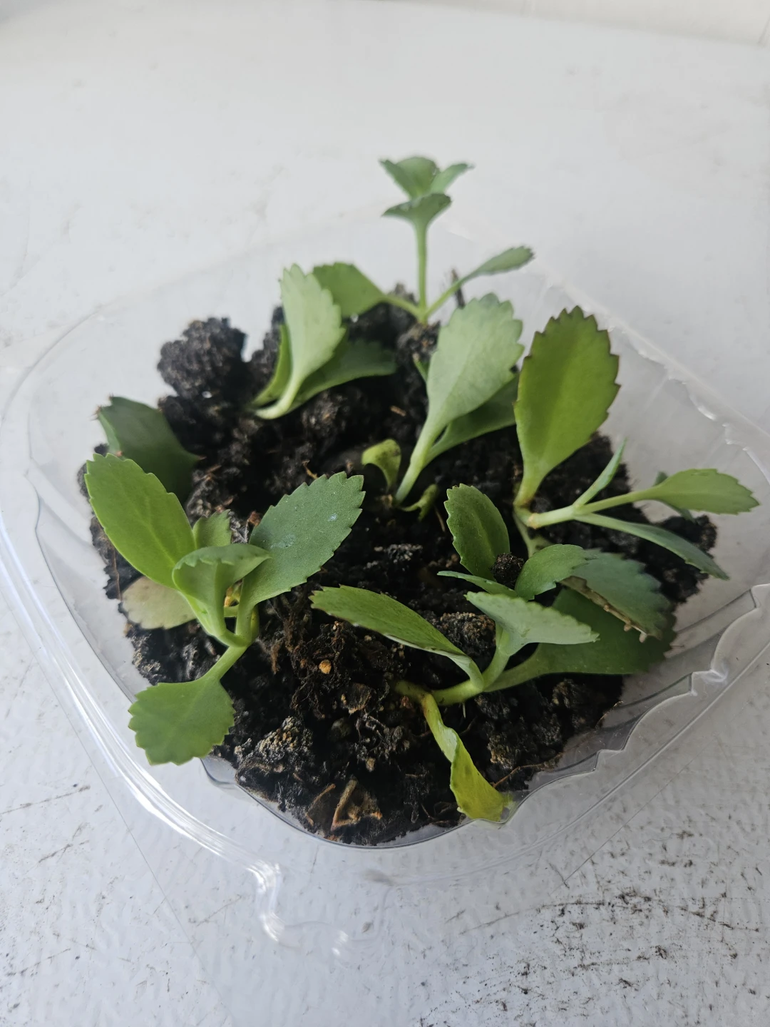 Kalanchoe succulent plantlets - photo 4