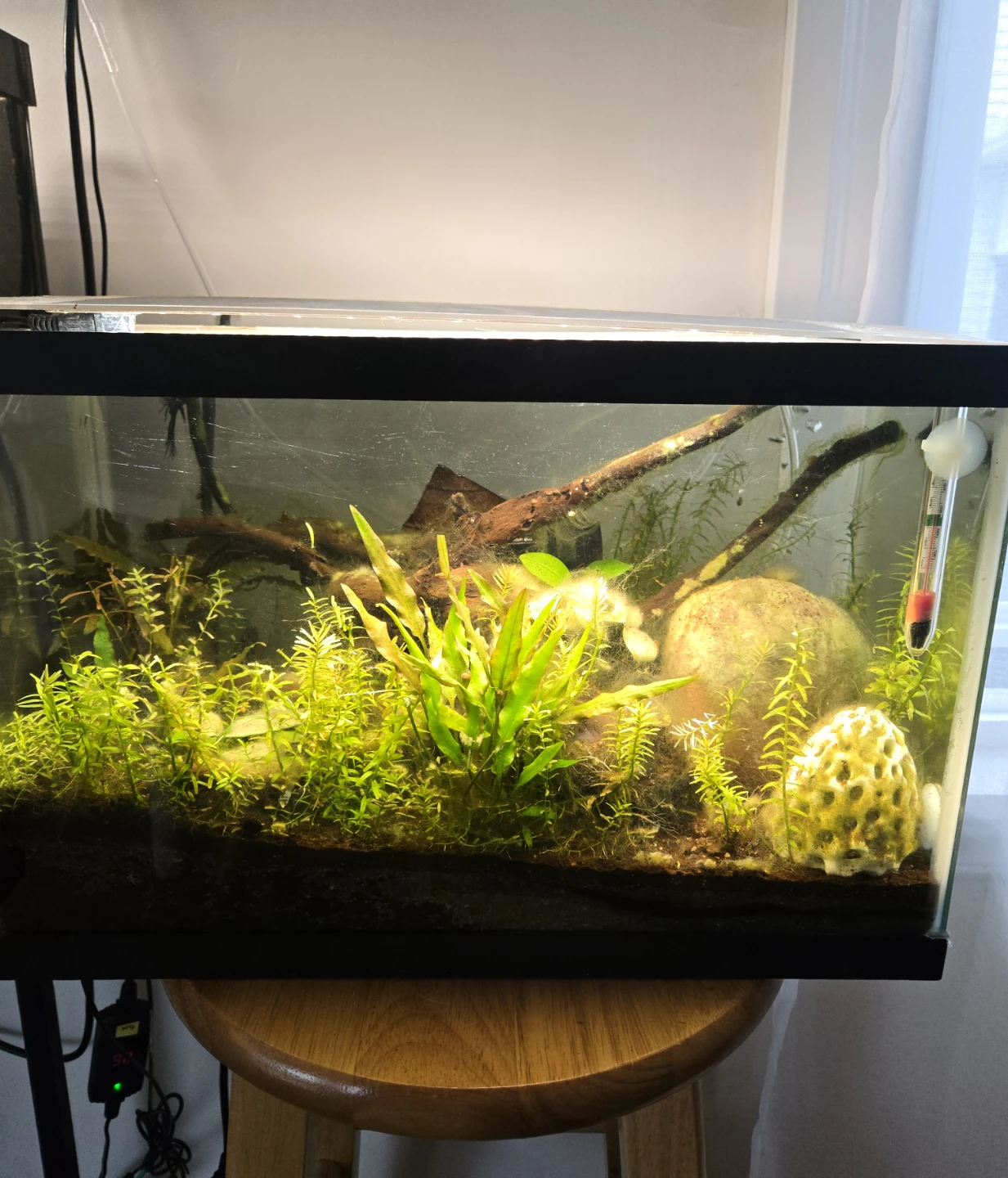 Fully matured 6G fish tanks ALL INCLUDED!! - photo 2