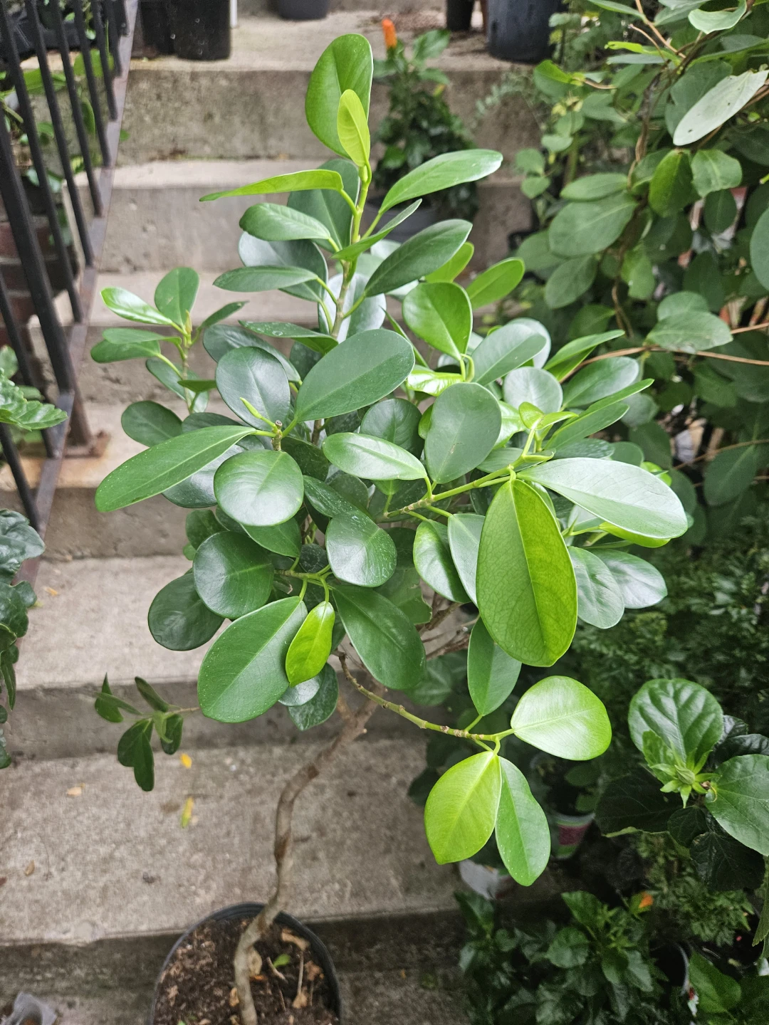 Ficus Retusa Plant