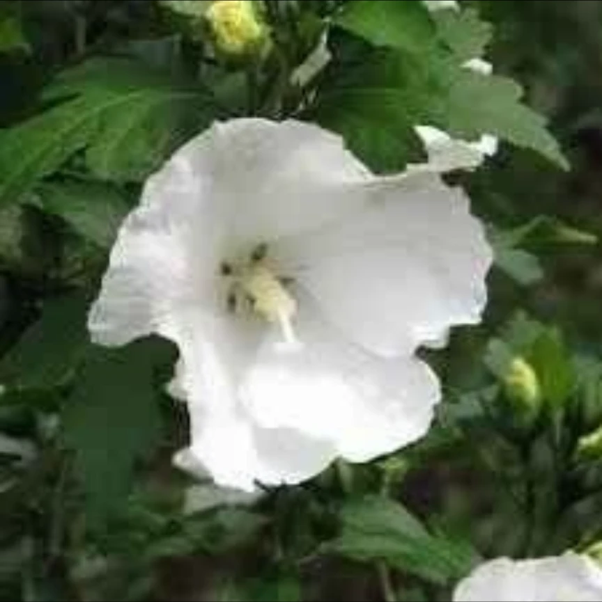 White Rose of Sharon Hibiscus Plant 2.5 ft tall