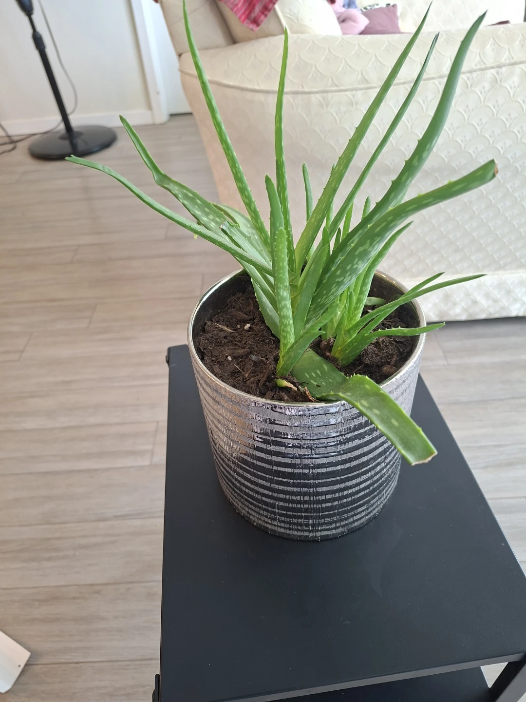 Assorted Indoor Houseplants in Decorative Pots - photo 2