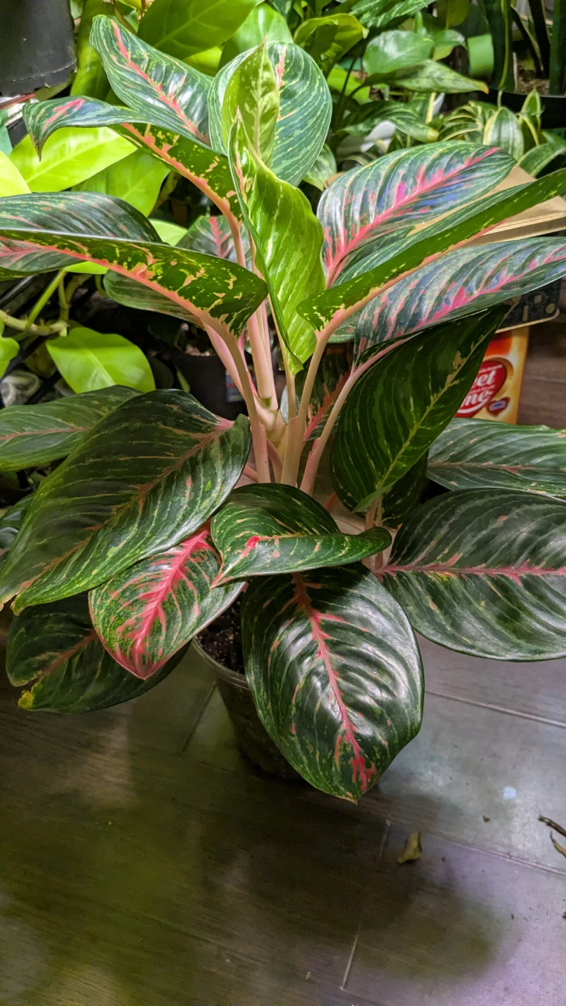 Aglaonema emerald red