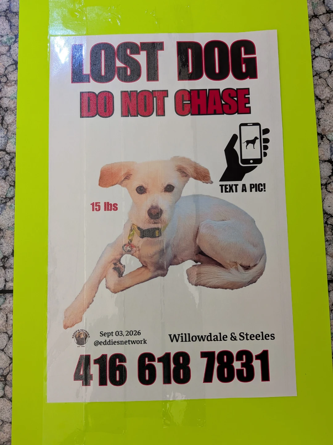 LOST DOG