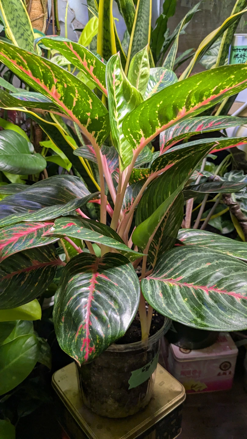 Aglaonema emerald red - photo 4