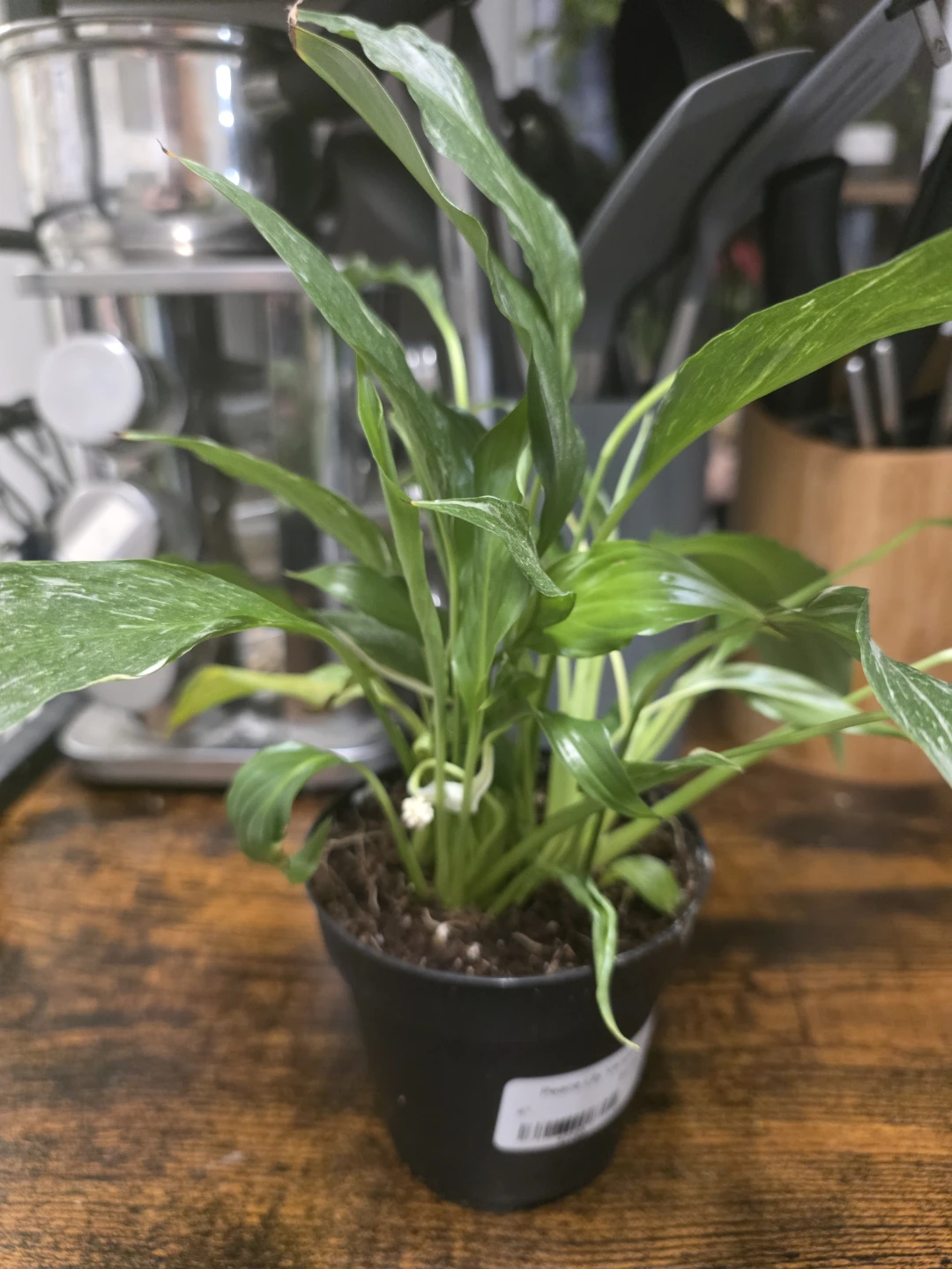 Variegated Domino Peace Lily/ regular peace lily