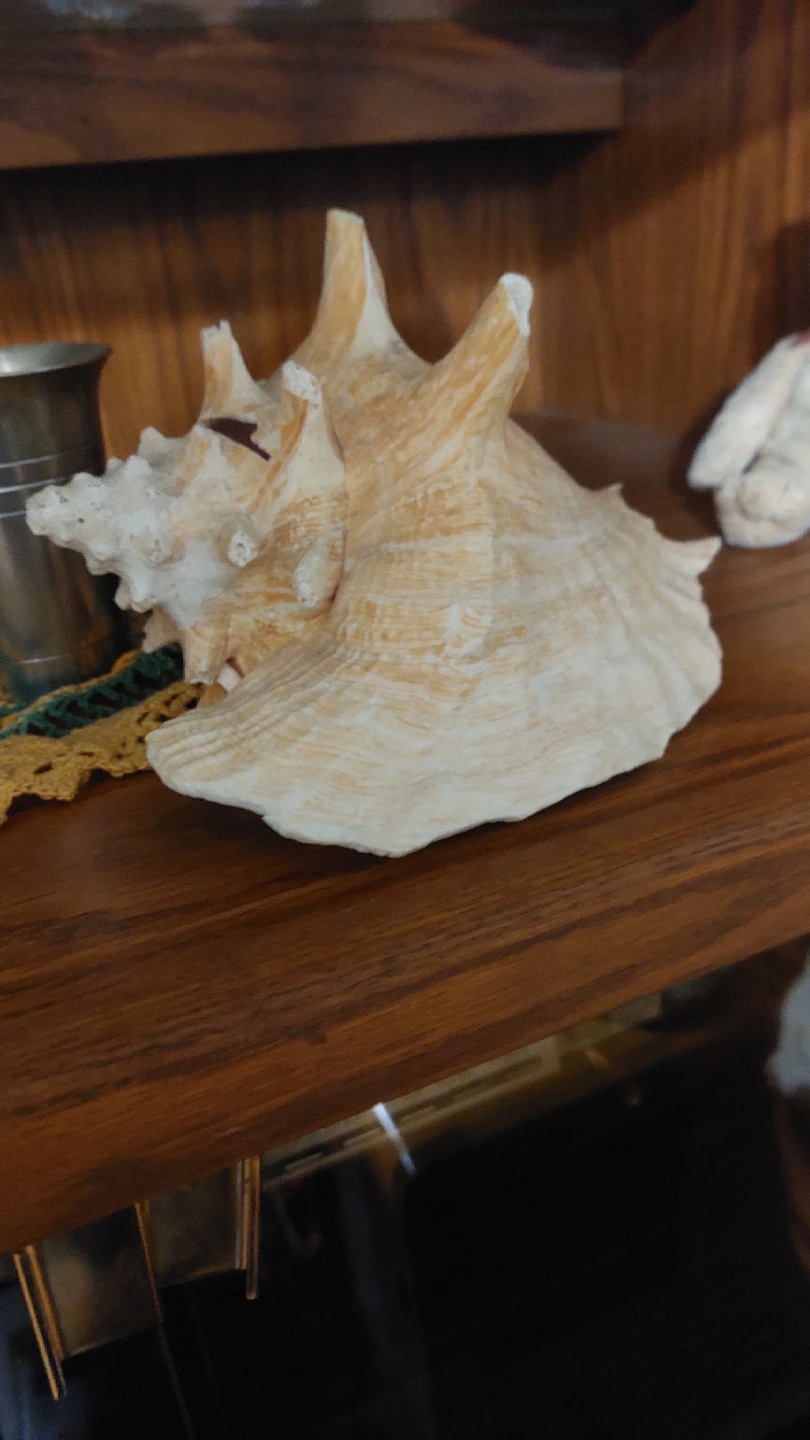 Decorative Seashells and conch shells