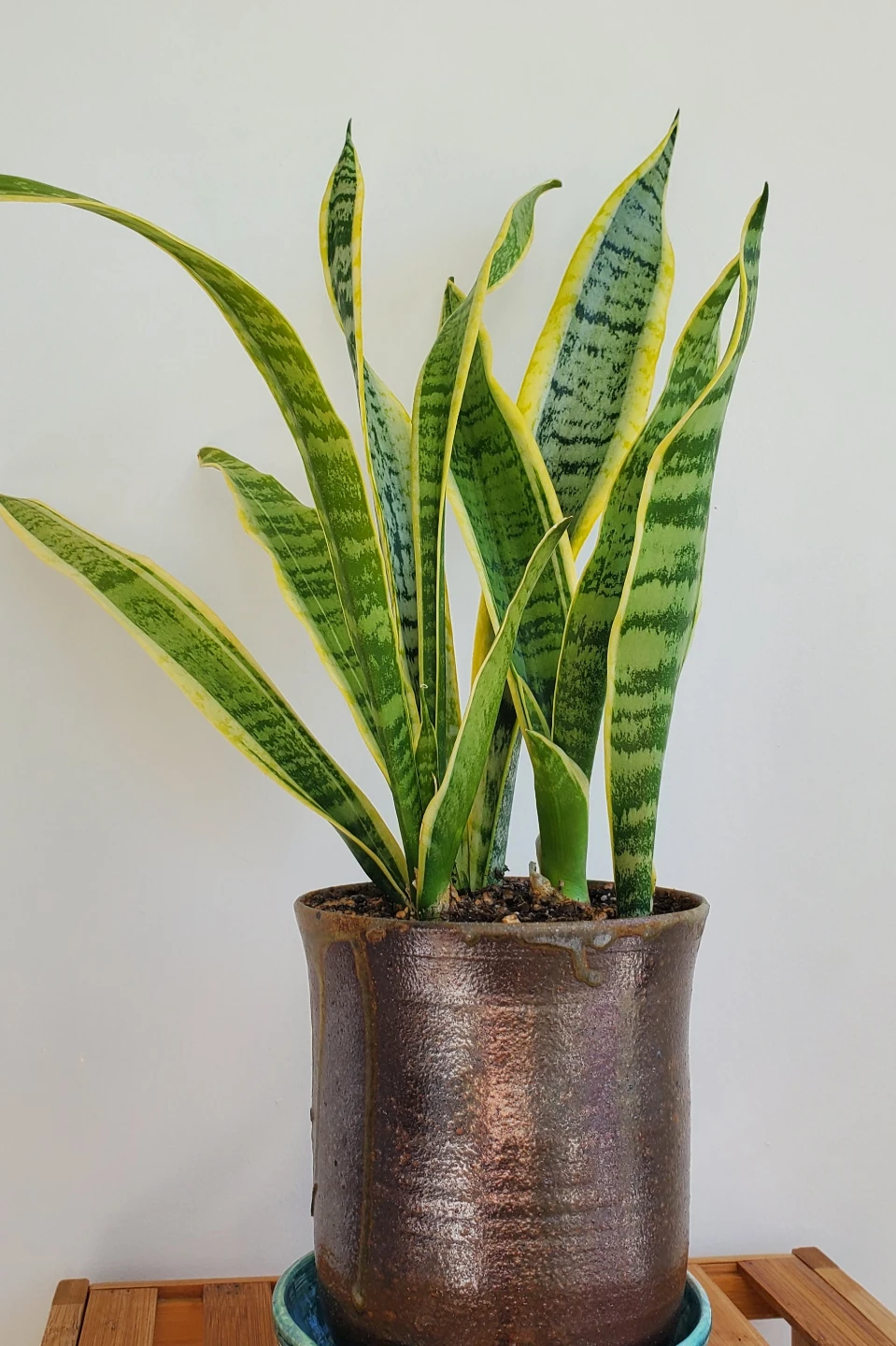 21" Tall Variegated Snake Plant