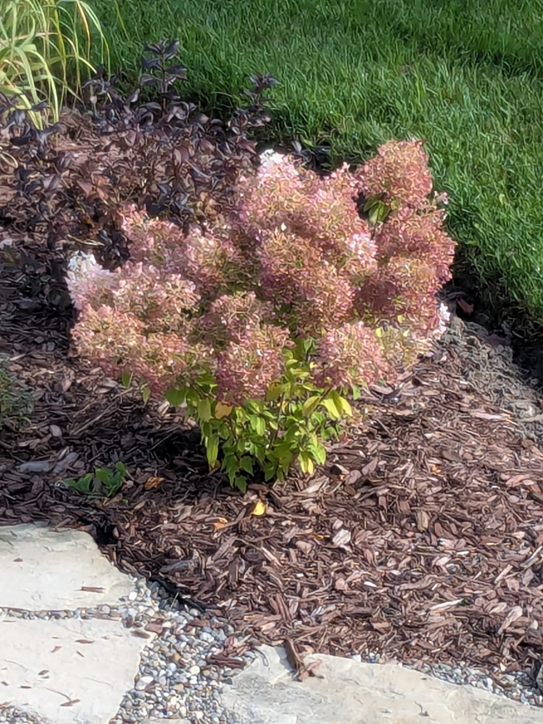 Bobo Panicle Hydrangea Shrub