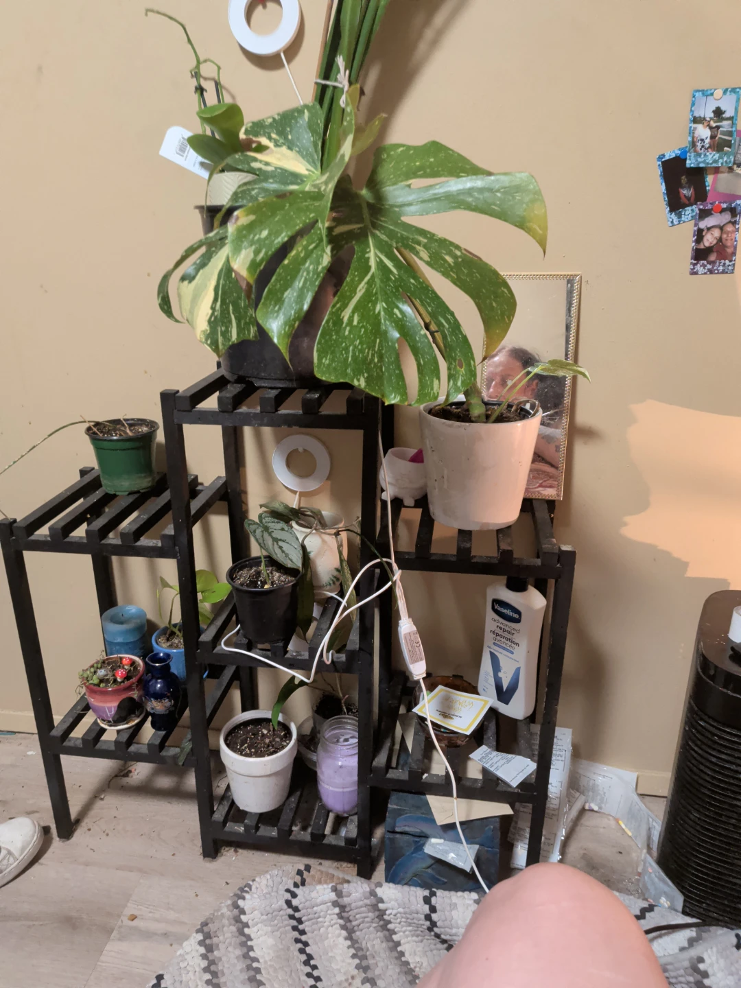 Variegated Monstera Houseplant - photo 3