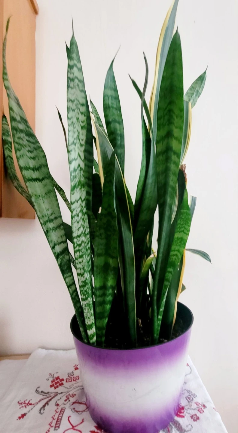 Snake Plant in Purple Planter - photo 3