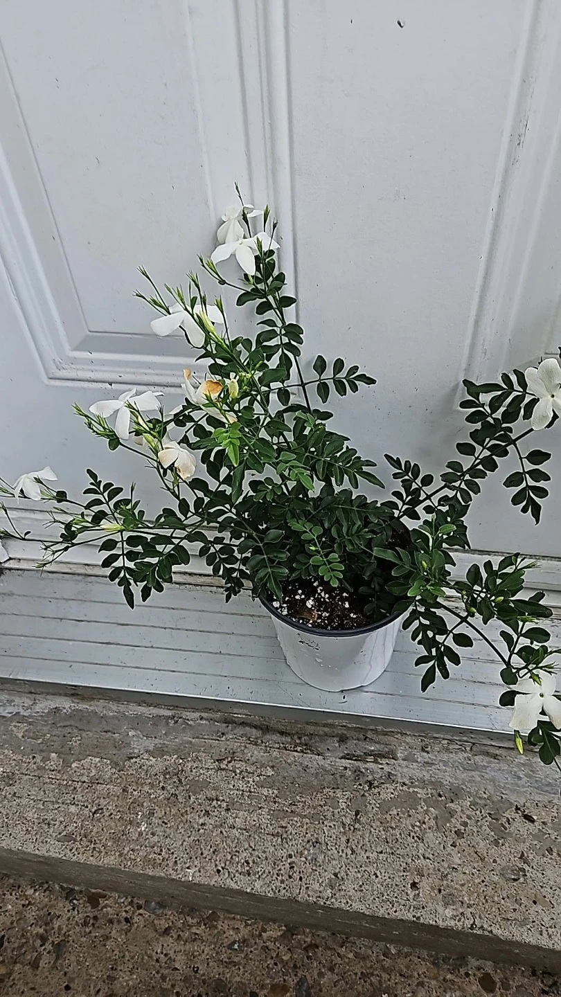 Jasmine Plant special offers 🏈