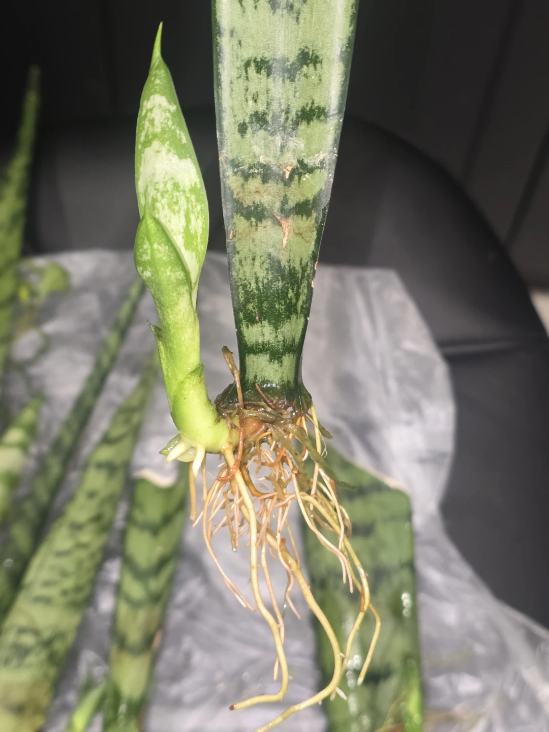Baby snake plant  ready to pot - photo 2